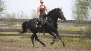 Thamar amp Lipizzaner Stallion quotZiggyquot riding Bridleless [upl. by Ttenna587]