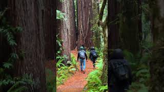 Redwood National Park  Tall Trees Grove Hike [upl. by Bautista]