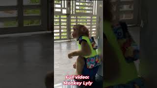 Lylys moody afternoon shorts monkey youtubeshorts viral animals petmonkey [upl. by Lashonda179]