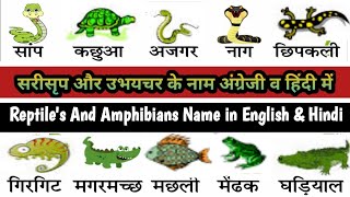 Reptiles and Amphibians list in English and Hindi  amphibians animals list  Amphibians list [upl. by Akinod596]