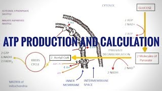 PRODUCTION AND CALCULATION OF ATP IN ELECTRON TRANSPORT CHAIN [upl. by Graham769]