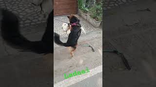 Ladaai ho gyi aaj youtubeshorts labrador smartdogtraining doglover pets [upl. by Orvas513]