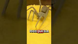 ESSA ARANHA DÁ MEDO [upl. by Noiroc]