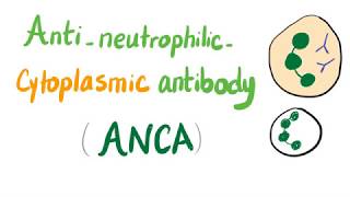 Anti Neutrophilic Cytoplasmic Antibodies ANCA [upl. by Yeleek]