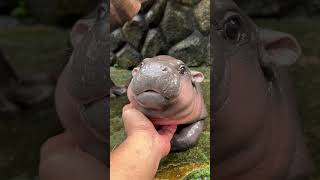 Moodeng Viral baby hippo cute hippopotamus khaokheowopenzoo [upl. by Moffitt]