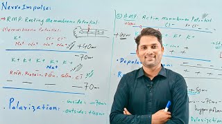 Nerve Impulse Nerve conductionNervous coordination STB NCERT FTB PTBHindi UrduProSuresh Kumar [upl. by Yllitnahc453]