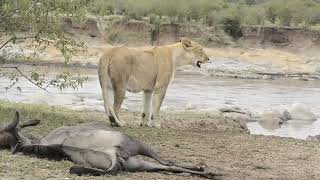 A Wildebeest Arises From Death by A Lioness [upl. by Dina]