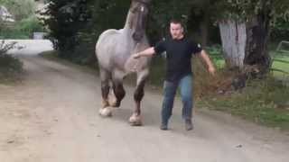 CHEVAL BRETON  ULSON DU COUESNON [upl. by Bullard711]