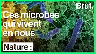 Le microbiote des bactéries indispensables à notre bienêtre [upl. by Erbes534]