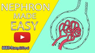 NEPHRON Structure amp Function Made Easy  Human Excretory System Simple Explanation [upl. by Zedecrem]