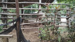 part 24 Stallion and mare farm in stables renggong horses horse sounds [upl. by Aihsekal]