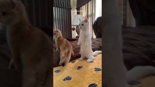 Funny Cats Part 142 cats cat funnyanimals funnycats catstagram catsofinstagram catstagram [upl. by Oicelem213]