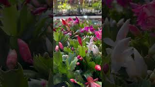 Bright Festive and Blooming Schlumbergera bridgesii “Christmas Cactus” [upl. by Gilmer]