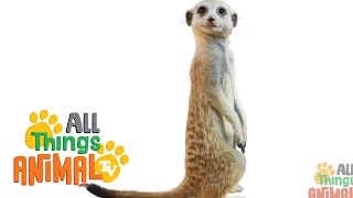 MEERKAT   Animals For Kids  All Things Animal TV [upl. by Rheinlander]