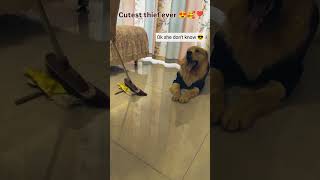 PoV  Cutest thief ever seen labrador dog 🤣😂😂 labrador dog [upl. by September]