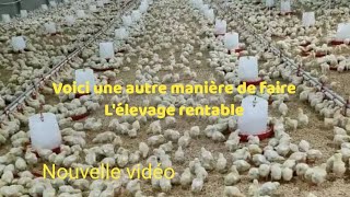 Une autre manière très rentable de faire lélevage de poulets [upl. by Novyart]