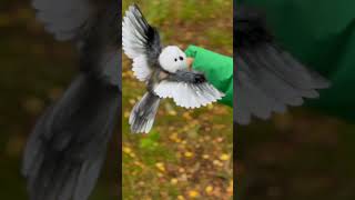 Aegithalos caudatus birds bird song songs autumn forest forestsounds cute stuffed [upl. by Laet]