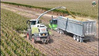 2024 Corn Silage Harvest at Warren Dairy  Sunset Farms [upl. by Kimball]