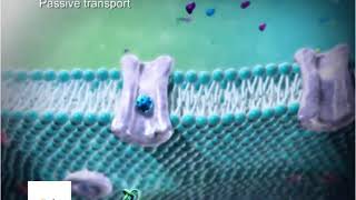 Active and passive transport Animation [upl. by Nyl]