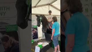 HORSE SIMULATOR👍✨ horse badmintonhorsetrials shorts [upl. by Laflam723]