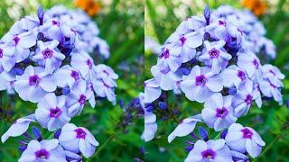 Best quality phlox plants [upl. by Uriiah684]