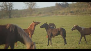 Interlude  Lusitano Do Destino  London Grammar [upl. by Hightower206]