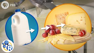 How Milk Becomes Cheese [upl. by Rodger]