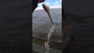 6 CROAKERSPOT IN ONE CAST GOOD BAIT fishing fishingvideo saltwater croaker spot va 757 [upl. by Ydniahs]