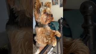 Milo the Yorkie barking with his big boy voice [upl. by Kimmel]