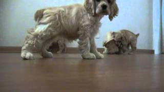 Cocker Spaniel Puppies check out camera [upl. by Koball]