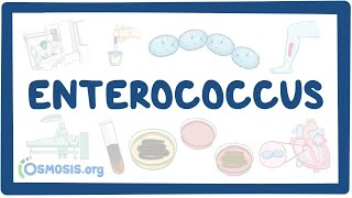 Enterococcus causes symptoms diagnosis treatment pathology [upl. by Ahsoj]