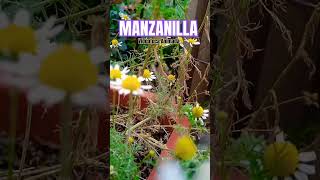 Manzanilla 🌼 🍃☘️ manzanilla plantitas flores shorts reels youtube [upl. by Nyladnarb610]