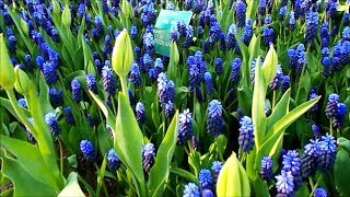 Broadleaved Grape Hyacinth  Muscari latifolium [upl. by Olenta]