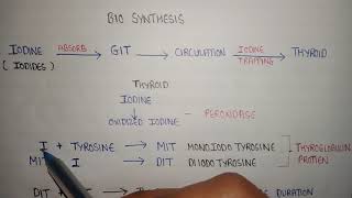 Bio synthesis of thyroid hormone  thyroid hormones formation  T3 and T4 formation  MIT and DIT [upl. by Polak]