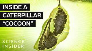 What’s Inside A Caterpillar Cocoon [upl. by Mixam670]