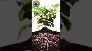 grafting in egg plant agricarepoint farming agriculture farmer indiafeedshorts feed [upl. by Nertie]