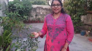 Medicinal Value Of Nirgundi  Vitex Negundo   Explained by Dr Vandana  Umrao Vaatika [upl. by Shirk558]