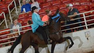 Watts Up Dusty standardbred speed racking stallion [upl. by Tsew]