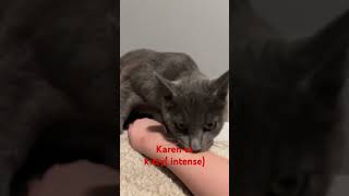 Karen vs kittyintense😂🤣 funnyvideo [upl. by Aehs158]