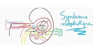 🔴 LEXPLICATION LA PLUS CLAIRE DU SYNDROME NEPHROTIQUE   DR ASTUCE [upl. by Hardan]