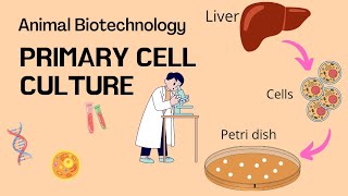 Primary cell culture in hindi  animal cell culture animal cell culture part 1  biotechnology [upl. by Uttica535]