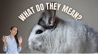 Chinchilla sounds that will freak out a new chinchilla owner [upl. by Zampino]