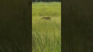 pilibhit tiger reserve chukaspot entertainment trending [upl. by Reeba]