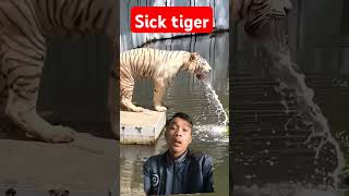 Sick tiger😷😱😭 harimau harimausumatra hewan faktaunik satwa tiger animals hewanberbahaya [upl. by Conan]