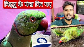 Mitthu K Pankh Gir Gaye😱  Molting Time Of Mitthu😔 [upl. by Phylis]