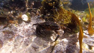 Camping Life Scotland  Dive St Abbs [upl. by Pedrotti622]