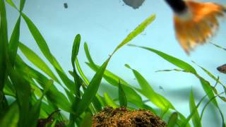 VALLISNERIA PEARLING CO2 boost NO COMMENTARY [upl. by Stagg]