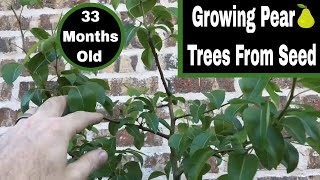 How To Grow Pear Trees From Seed  33 Months Old [upl. by Alysoun]