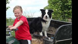 Lot 29 Cefneithin Mac  3724  Farmers Marts Dolgellau Online Sheepdog Auction [upl. by Ortrud]