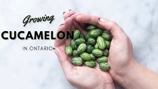 How to Grow Cucamelon  Garden VLOG [upl. by Kimmie687]